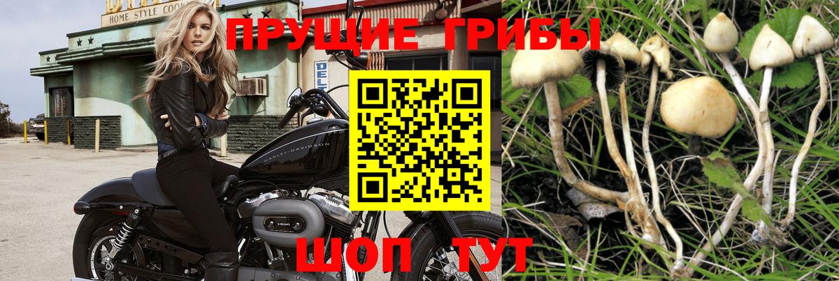 хочу   Североморск  Псилоцибиновые грибы ЛСД 